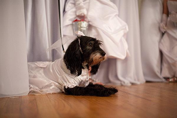 wedding flower dog. Bride's Dog. For more info about beauty photography, visit byrayleigh.com